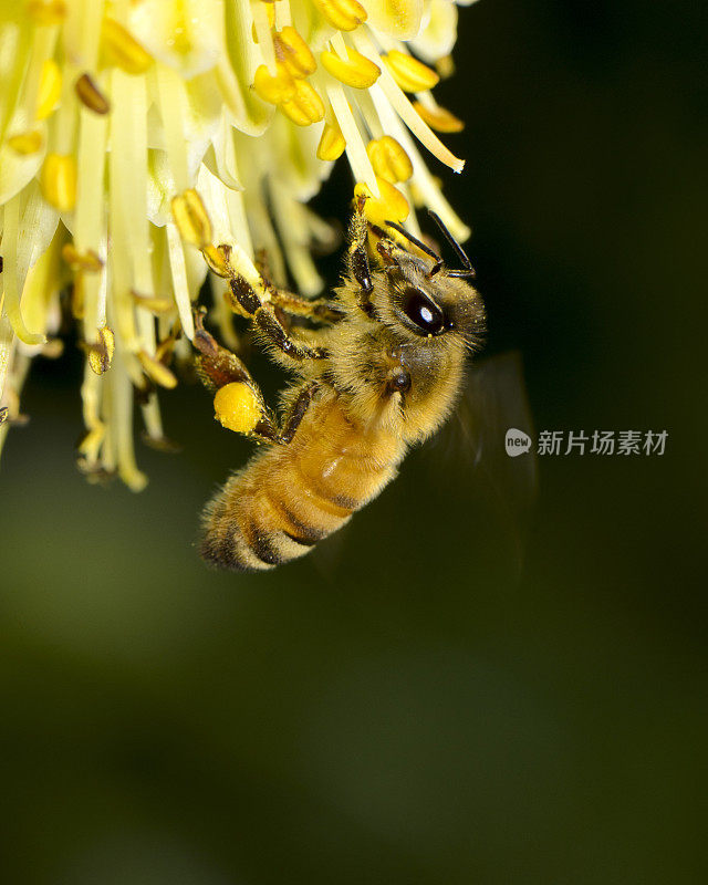 宏飞蜜蜂(Apis mellifera)降落在黄花上